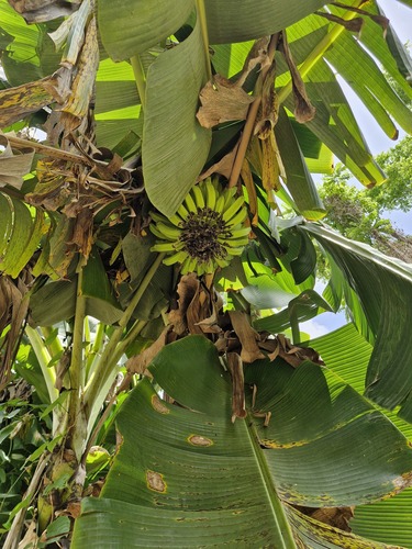 French plantain (Musa × paradisiaca)