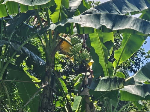 French plantain (Musa × paradisiaca)