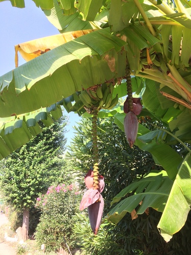 French plantain (Musa × paradisiaca)