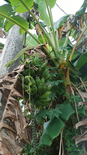 French plantain (Musa × paradisiaca)
