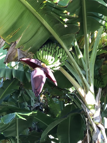 French plantain (Musa × paradisiaca)