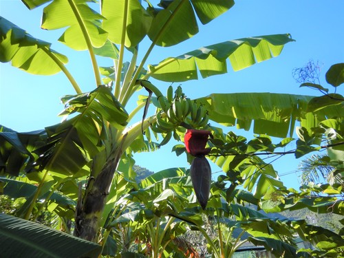 French plantain (Musa × paradisiaca)