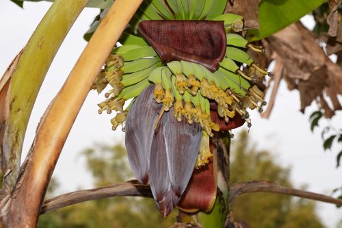 French plantain (Musa × paradisiaca)