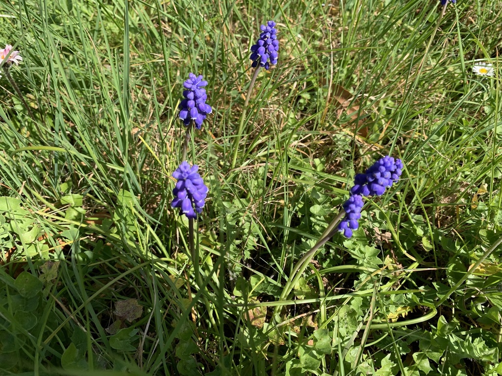 Armenian grape hyacinth (Muscari armeniacum)