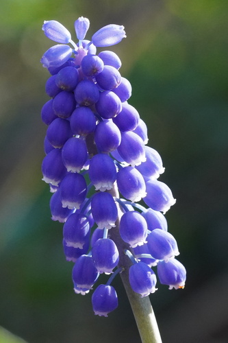 Armenian grape hyacinth (Muscari armeniacum)