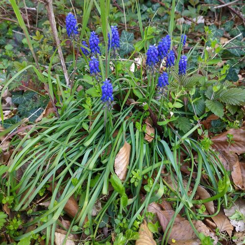 Armenian grape hyacinth (Muscari armeniacum)