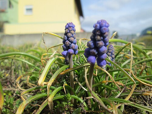 Armenian grape hyacinth: Armenische Traubenhyazinthe ( Muscari armeniacum ) in Hockenheim - Ursprung: Balkan/ Kaukasus