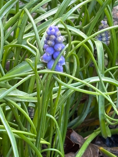Armenian grape hyacinth (Muscari armeniacum)