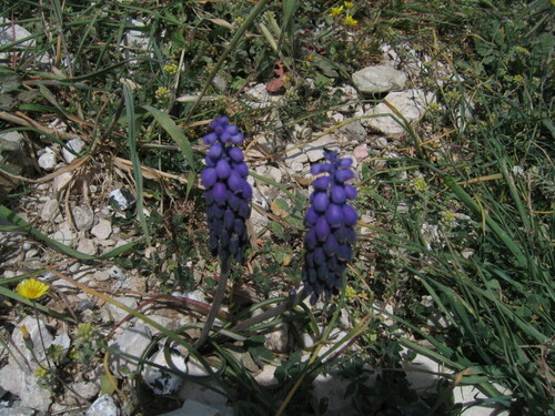 Armenian grape hyacinth (Muscari armeniacum)