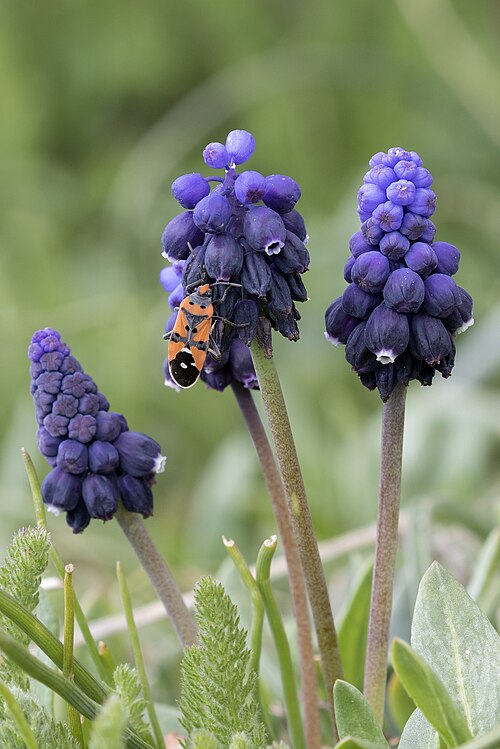Armenian grape hyacinth: Flowers of Garden Grape-hyacinth ( Muscari armeniacum ) in Yeniköy in Saimbeyli - Adana, Turkey.