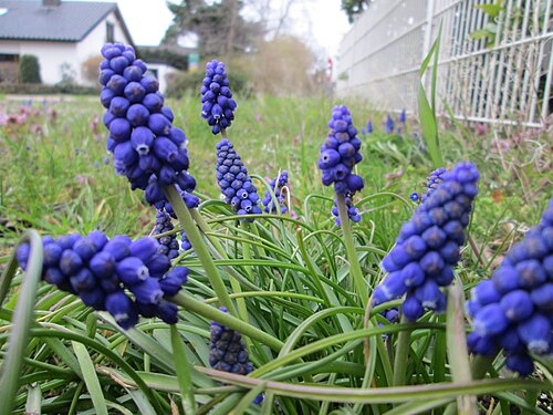 Armenian grape hyacinth: Armenische Traubenhyazinthe ( Muscari armeniacum ) in Hockenheim - Ursprung: Balkan/ Kaukasus