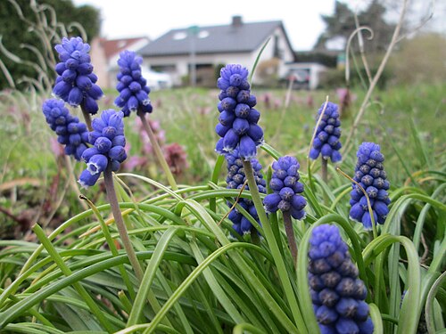 Armenian grape hyacinth: Armenische Traubenhyazinthe ( Muscari armeniacum ) in Hockenheim - Ursprung: Balkan/ Kaukasus