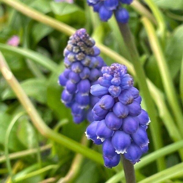 Armenian grape hyacinth (Muscari armeniacum)