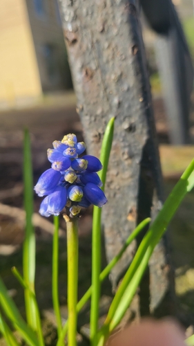 Armenian grape hyacinth (Muscari armeniacum)