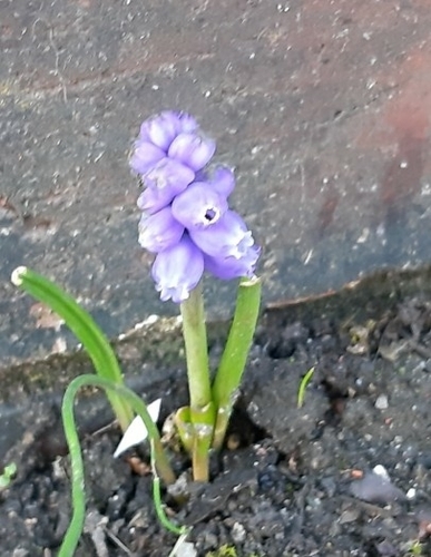Armenian grape hyacinth (Muscari armeniacum)