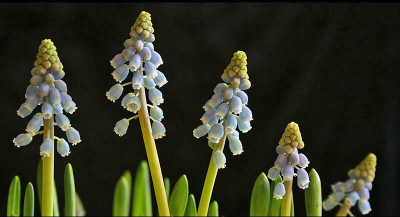 Common grape hyacinth: Plant - Blue Grape Hyacinths - Muscari botryoides