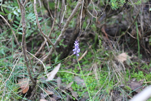 Common grape hyacinth (Muscari botryoides)