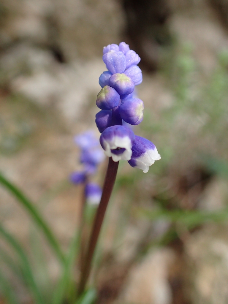 Common grape hyacinth (Muscari botryoides)