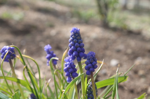 Common grape hyacinth (Muscari botryoides)