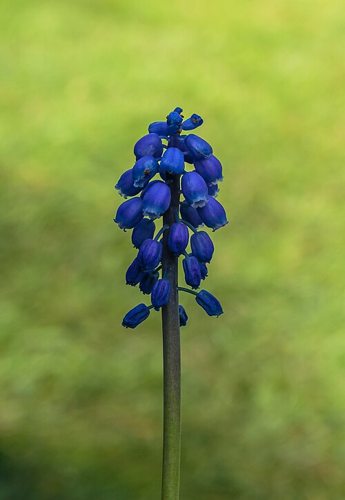 Common grape hyacinth: Flowers blauw druifje ( Muscari botryoides ). Location, De Famberhorst in the Netherlands.