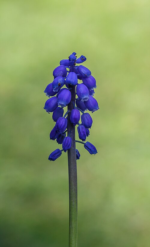 Common grape hyacinth: Flowers blauw druifje ( Muscari botryoides ). Location, De Famberhorst in the Netherlands.