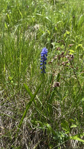 Common grape hyacinth (Muscari botryoides)