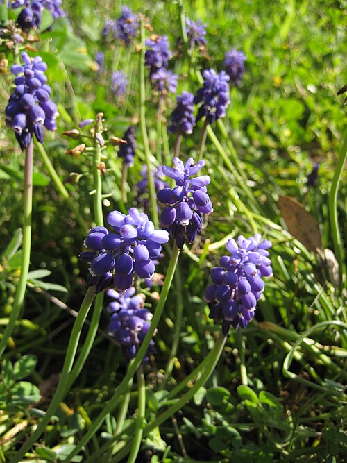 Common grape hyacinth: Muscari botryoides or commonly known as Grape Hyacinth