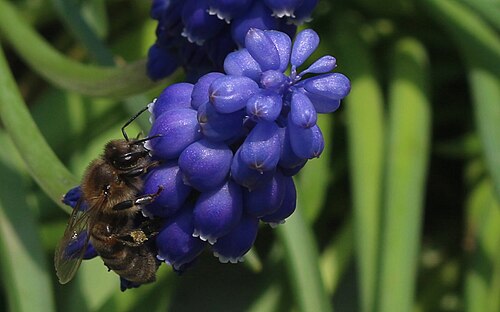 Common grape hyacinth: Bee on the flower named Muscari (Latin name: Muscari botryoides). The picture is shot in the park Emirgan (Istanbul) during Tulip Festival 2015.