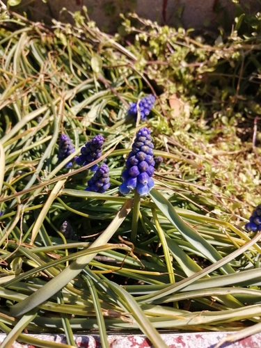 Common grape hyacinth (Muscari botryoides)