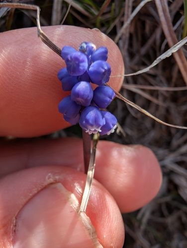Common grape hyacinth (Muscari botryoides)