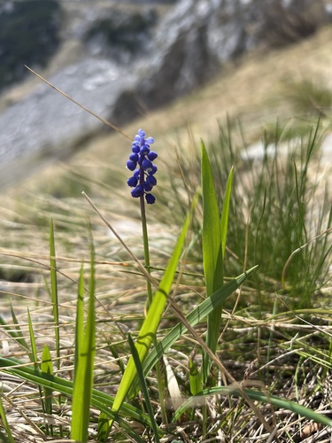 Common grape hyacinth (Muscari botryoides)