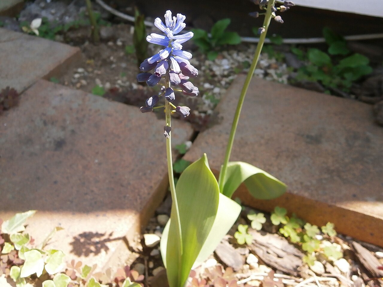 Muscari latifolium: Muscari latifolium