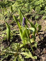 Muscari latifolium (Muscari latifolium)