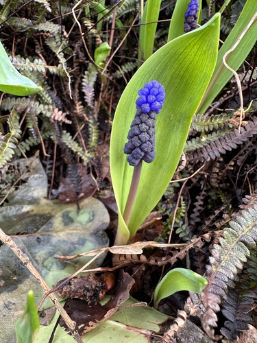 Muscari latifolium (Muscari latifolium)