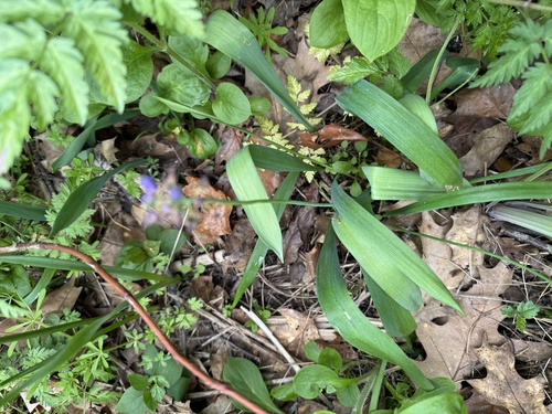 Muscari latifolium (Muscari latifolium)