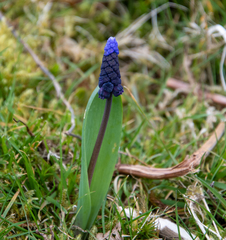 Muscari latifolium (Muscari latifolium)
