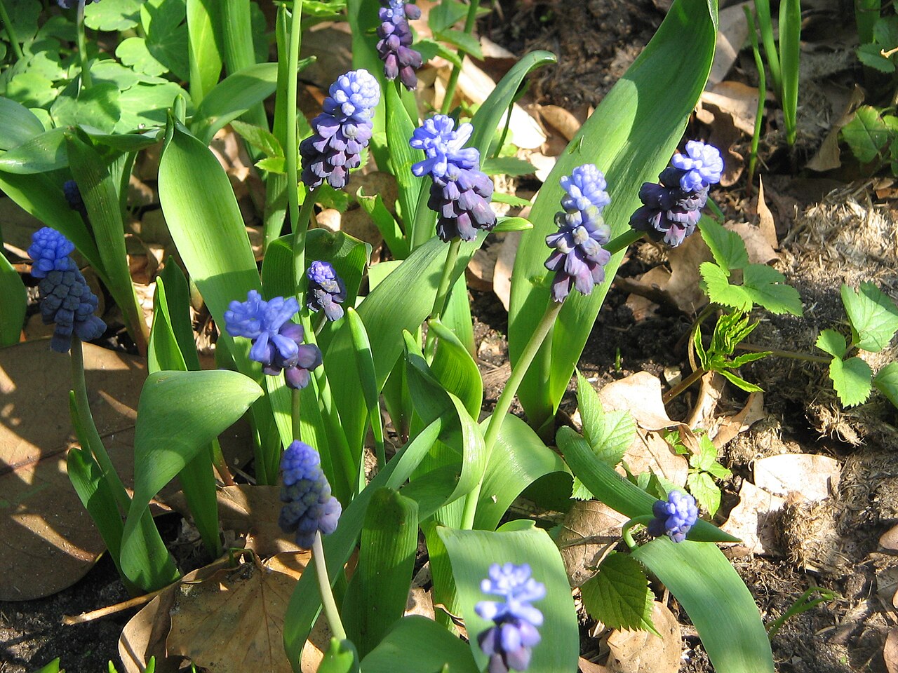 Muscari latifolium: Muscari latifolium