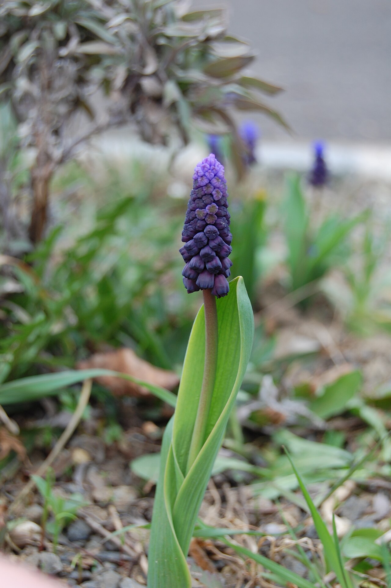 Muscari latifolium: Breitblättrige Traubenhyazinthe