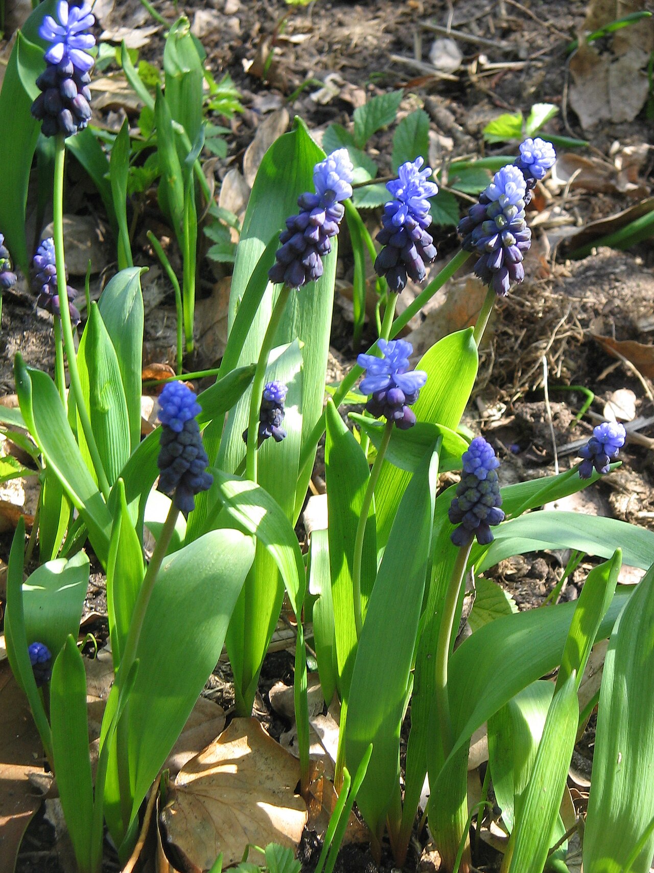 Muscari latifolium: Muscari latifolium