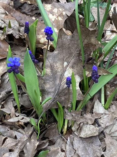 Muscari latifolium (Muscari latifolium)