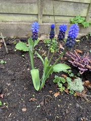 Muscari latifolium (Muscari latifolium)
