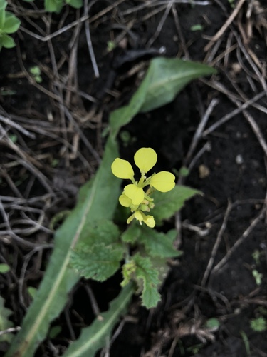 Charlock (Mutarda arvensis)