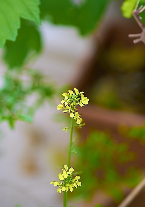Charlock: Charlock Mustard (Sinapis arvensis) in Athens.
