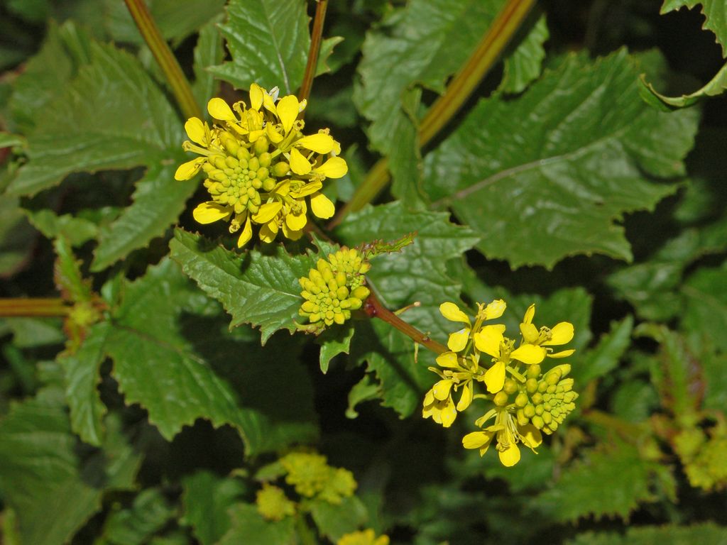 Charlock: Sinapis arvensis - S. Agata Fossili, Alessandria, Italy