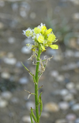 Charlock (Mutarda arvensis)