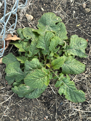 Charlock (Mutarda arvensis)