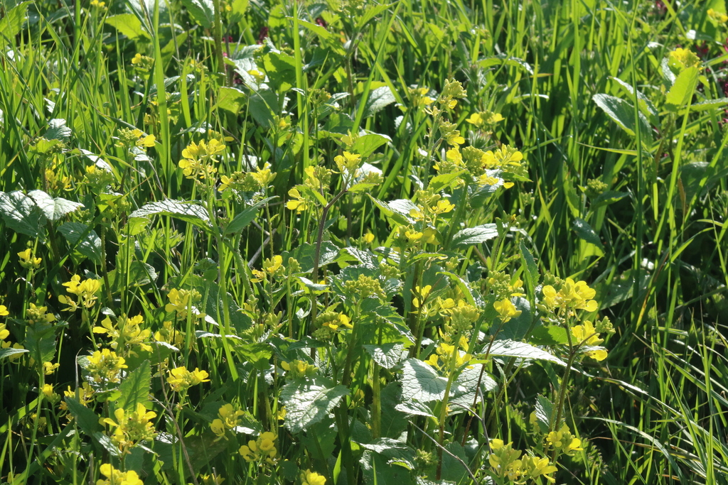 Charlock (Mutarda arvensis)