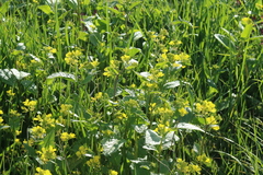Charlock (Mutarda arvensis)