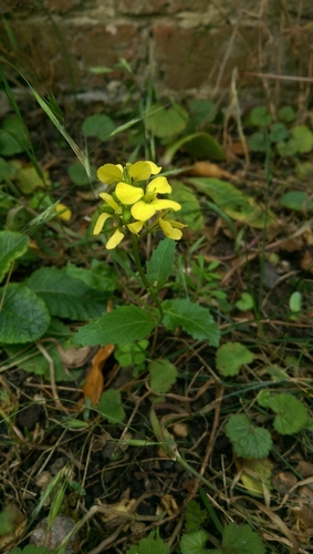 Charlock (Mutarda arvensis)