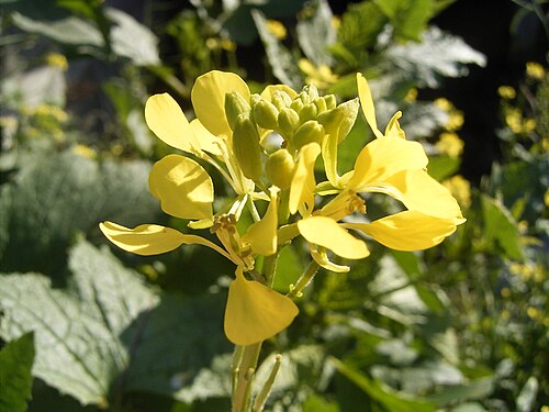 Charlock: Deze foto toont de bloemen van Herik. Ik nam de foto langs een sloot in Mariahoeve in Den Haag . This photo shows the flowers of sinapis arvensis . I took the p